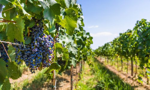 Red wine grapes on a vine in a vineyard in Mendoza on a sunny day
