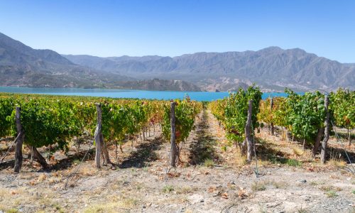 Vineyard - viñedo en Mendoza, Argentina