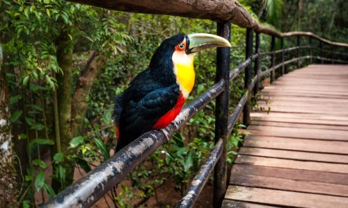Toucan bird, National park Iguazu, Brazil south america